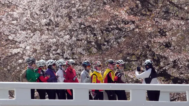 Bunga Sakura Bermekaran, Warga Korea Selatan Datangi Taman-Taman