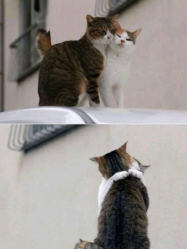 10 Potret Kocak Kucing Bucin sama Pasangannya Ini Bikin Iri