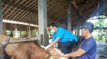 Petugas DKP3 Kota Depok melakukan pemeriksaan hewan ternak diduga positif PMK. (Liputan6.com/Dicky Agung Prihanto)