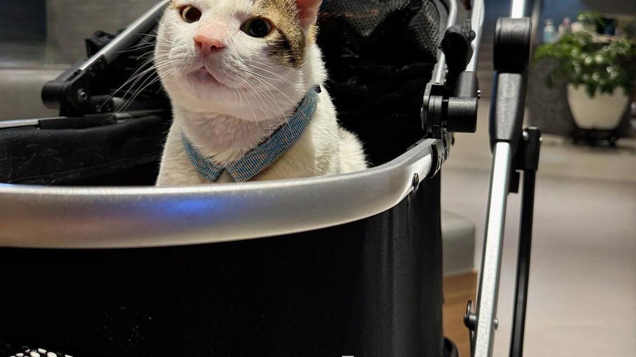 Naik Pangkat Kucing Bobby Kesayangan Presiden Prabowo