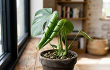 5 Penyebab Daun Tanaman Menggulung dan Cara Mengatasinya agar Tanaman Tetap Sehat