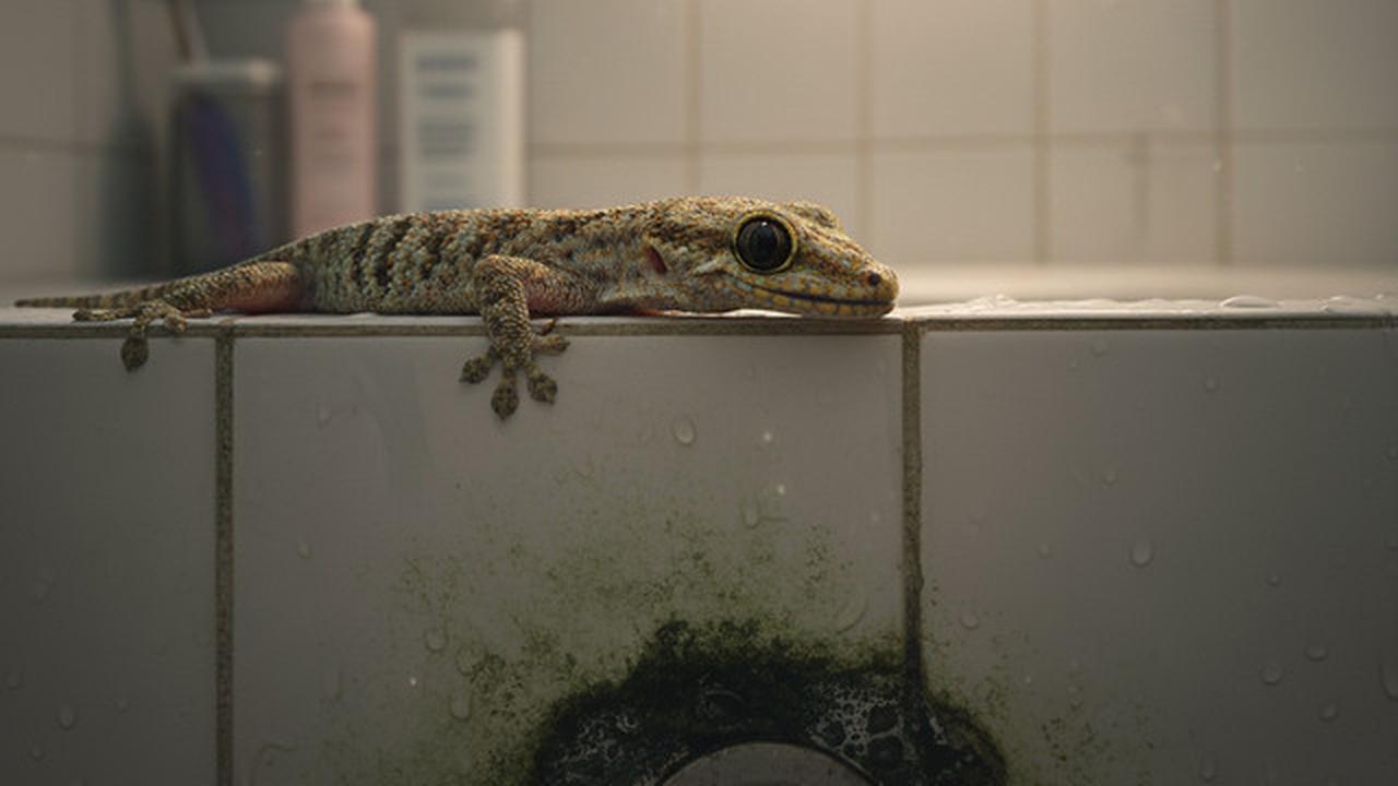 Alasan Cicak Betah di Kamar Mandi dan Cara Mengurangi Kehadirannya, Solusi untuk Rumah Lebih Bersih