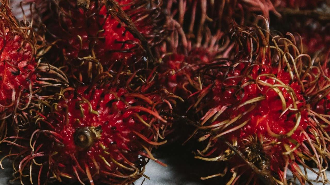 Ilustrasi Rambutan