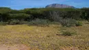 Kawanan belalang gurun memenuhi tanah di Desa Lerata dekat Archer Post, Kabupaten Samburu, Kenya, Rabu (22/1/2020). Belalang gurun ini merupakan bagian dari jenis belalang yang membahayakan tanaman. (TONY KARUMBA/AFP)