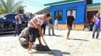 Ikatan Keluarga Ngada (Ikada) menggelar ritual Zia Ura Ngana (bunuh babi) di Jalan Bajawa, Kelurahan Fatululi, Kota Kupang, Nusa Tenggara Timur (NTT), Kamis (4/9/2025). (Liputan6.com/ Ola Keda)