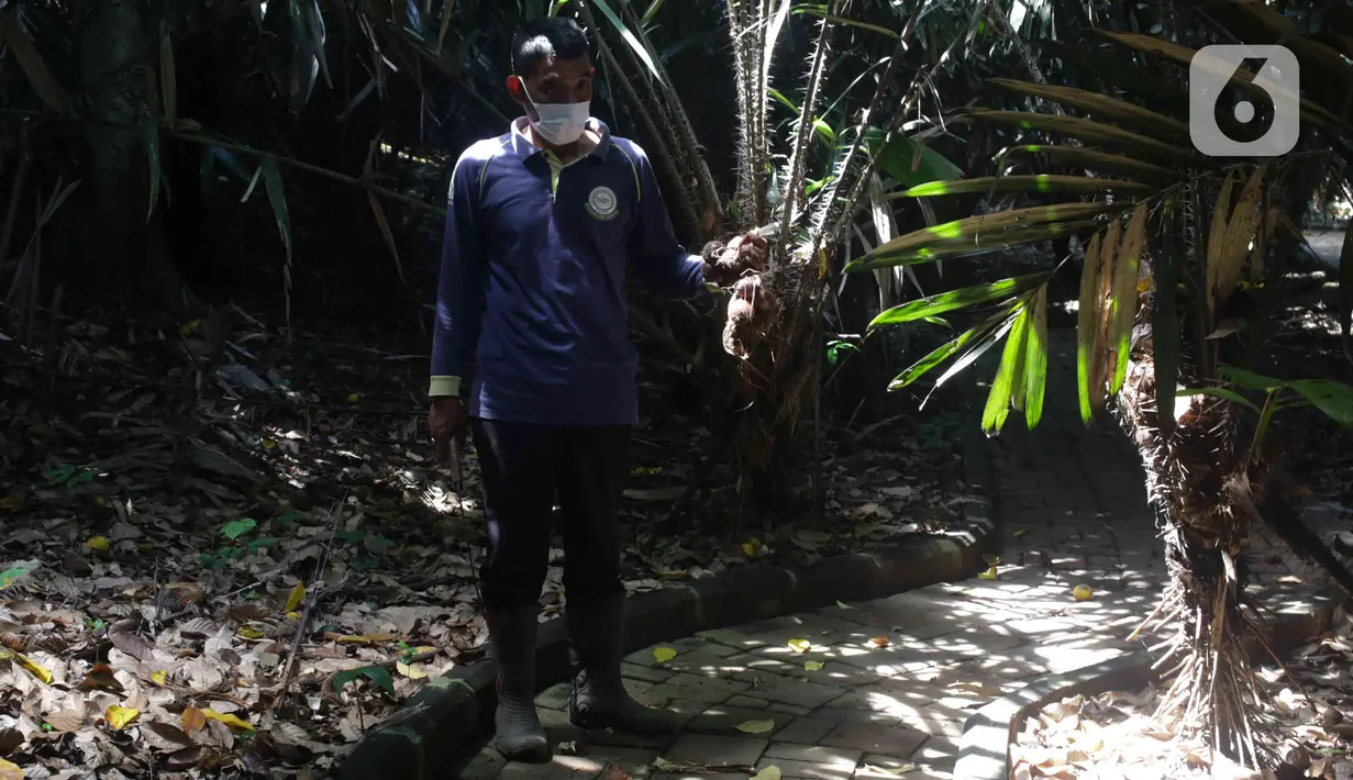 Petugas menunjukkan buah salak condet di Cagar Buah Condet, Balekambang, Jakarta Timur, Senin (13/12/2021). Cagar Buah Condet menjadi salah satu destinasi di kawasan Condet usai diresmikan sebagai Desa Kreatif oleh Kemenparekraf RI dan didukung oleh Pemprov DKI Jakarta. (Liputan6.com/Herman Zakharia