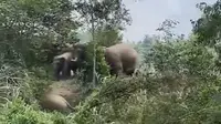 Gajah Liar Rusak 10 Hektare Lahan, Warga Lampung Timur Harapkan Kompensasi