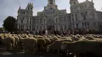 Penggembala berjalan bersama sekitar 2000 domba melewati pusat kota Madrid saat parade tahunan, Spanyol, Minggu (25/10). Para penggembala itu berdemonstrasi menentang perluasan wilayah perkotaan dan praktik-praktik pertanian modern. (REUTERS/Sergio Perez)