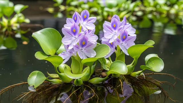 Eceng Gondok (Water Hyacinth)