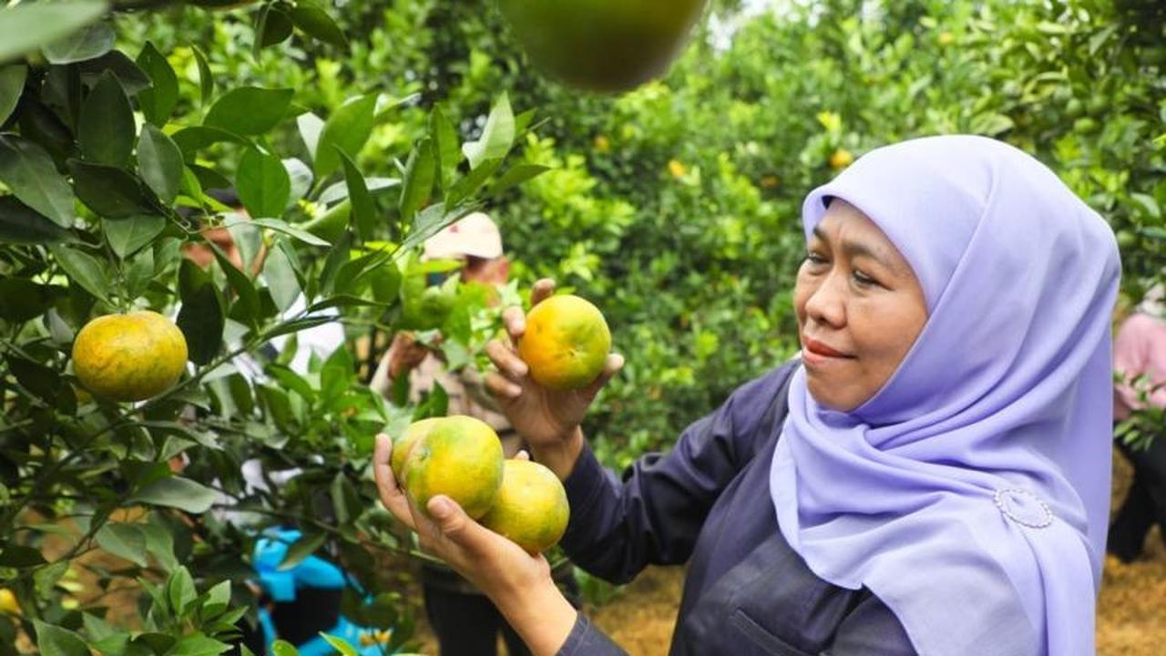 Gubernur Khofifah Tegaskan Produksi Jeruk Jatim Terbesar Nasional, Dorong Konsumsi Jeruk Lokal