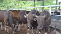 Ketiadaan Pakan Ternak Bikin Puluhan Sapi di NTT Mati
