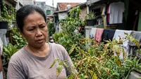 7 Ciri Tanaman Cabai Overdosis Pupuk, Hindari Agar Tidak Gagal Panen