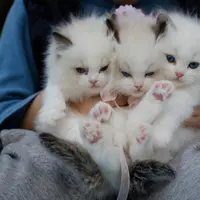 3 Manfaat Memelihara Kucing bagi Kesehatan Mental./copyright. pexels/