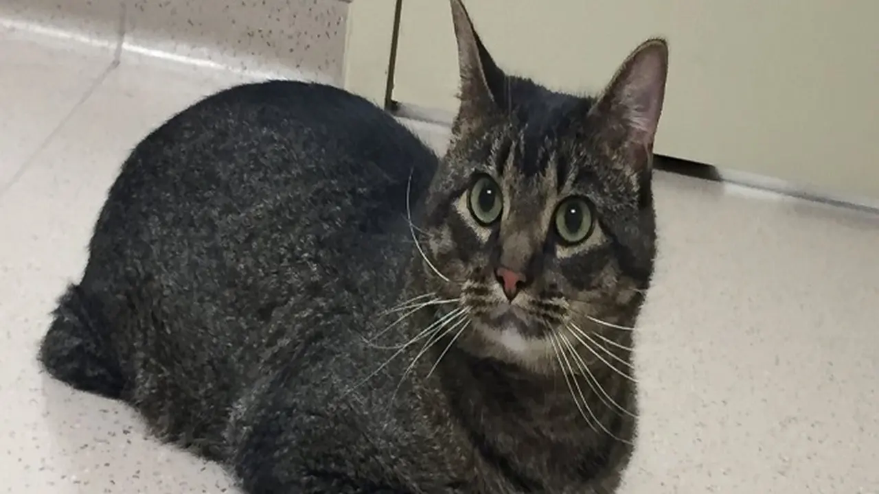 Vincent, kucing berusia 3 tahun penerima kaki palsu