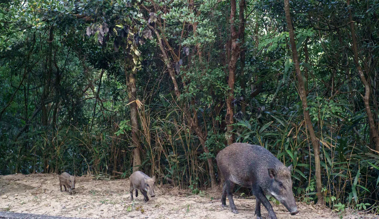Tiga babi hutan berjalan di taman negara Mount Parker di Hong Kong (18/11/2021). Kota itu mulai memusnahkan babi hutan setelah serangan terhadap seorang petugas polisi, dengan tujuh hewan terbunuh setelah digiring ke jalan petugas satwa liar, memicu kemarahan dari konservasionis. (AFP/Yan Zhao)