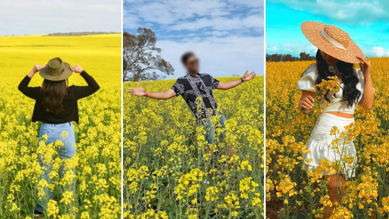 Gambar foto di ladang kanola semakin sering muncul di media sosial. Petani Australia resah.