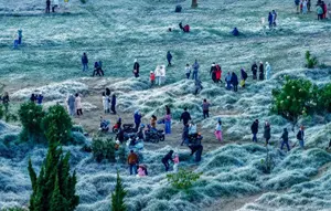 Saat Dieng Berselimut Embun Upas Lebih Sering Tahun Ini