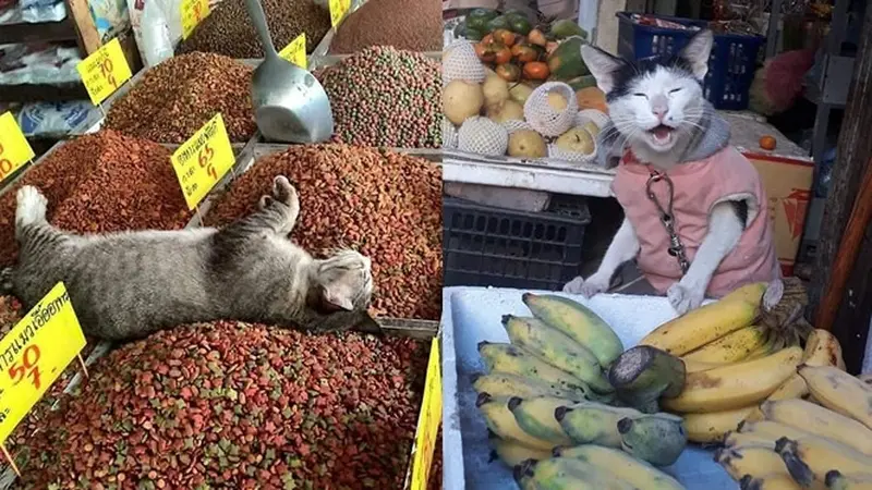 6 Tingkah Kucing di Pasar Ini Nyeleneh Banget, Bikin Penjual dan Pembeli Heran