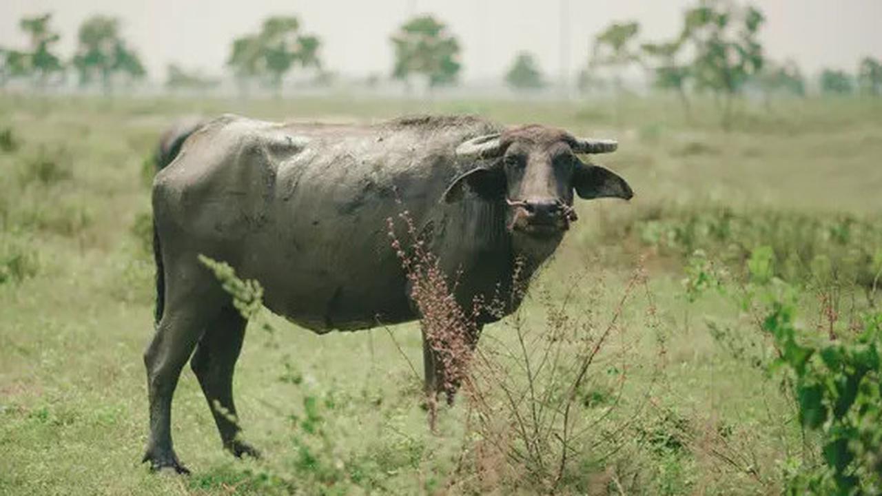 Kerbau 'King Kong' Pecahkan Rekor Tertinggi, Ini Sederet Jenis Kerbau di Dunia yang Tinggi & Berukuran Jumbo