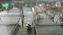 Petani menjala ikan mujair untuk dijual diantara keramba ikan hias di Situ Telaga Biru, Ciseeng, Bogor, Selasa (15/09/2020). Terdampak ekonomi akibat menurunnya daya beli masyarakat saat pandemi COVID-19, ratusan petani ikan hias di kawasan ini hanya bisa pasrah. (merdeka.com/Arie Basuki)