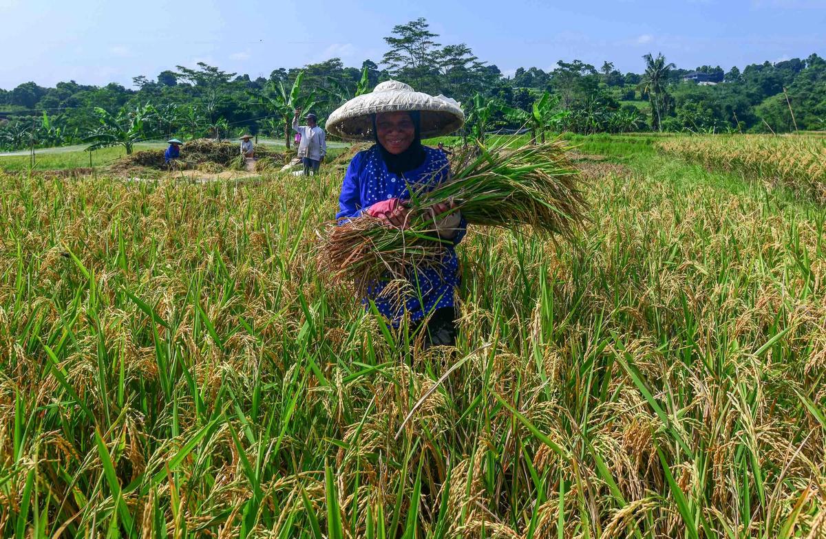FOTO: Serapan Gabah Bulog Meningkat Perkuat Ketahanan Pangan Nasional