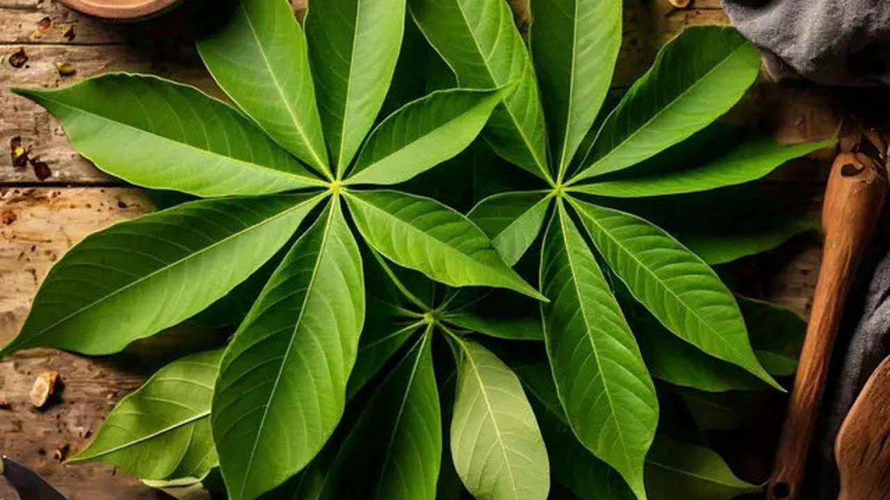Trik Rahasia Daun Singkong Ala Restoran Padang Tetap Hijau dan Empuk