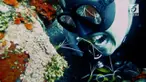 Sekelompok penyelam membiarkan udang membersihkan gigi mereka. Momen ini terjadi saat mereka menyelam di perairan Bali.