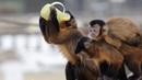 Seekor monyet capuchin meminum teh hangat di kebun binatang Debrecen, Budapest, Hungaria, Rabu (25/1). Pihak pengelola kebun binatang memberikan minuman hangat kepada para hewan untuk menghangatkan tubuh saat udara dingin. (Zsolt Czegledi/MTI via AP)