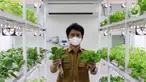 Petugas Suku Dinas KPKP Jakarta Selatan menunjukkan tanaman yang ditanam menggunakan teknik hidroponik dalam container farming dan agro electrifying di Agro Edukasi Wisata Ragunan, Jakarta, Selasa (12/10/2021). Budidaya pertanian ini dilakukan tanpa menggunakan tanah. (Liputan6.com/Herman Zakharia)