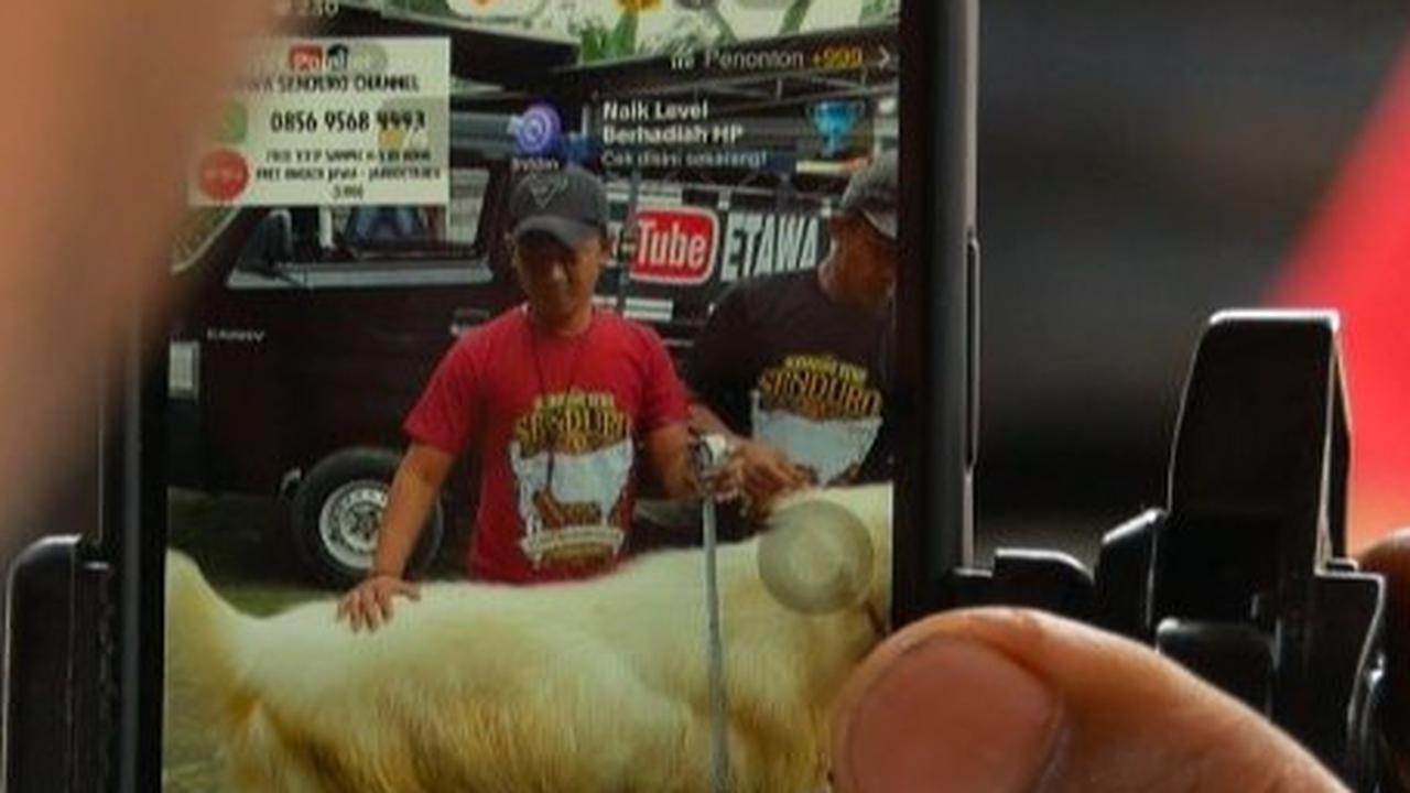 Peternak di Lumajang Jual Kambing via TikTok