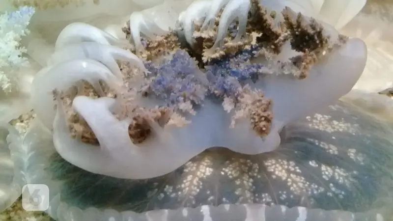 ubur-ubur Upside Down Jellyfish