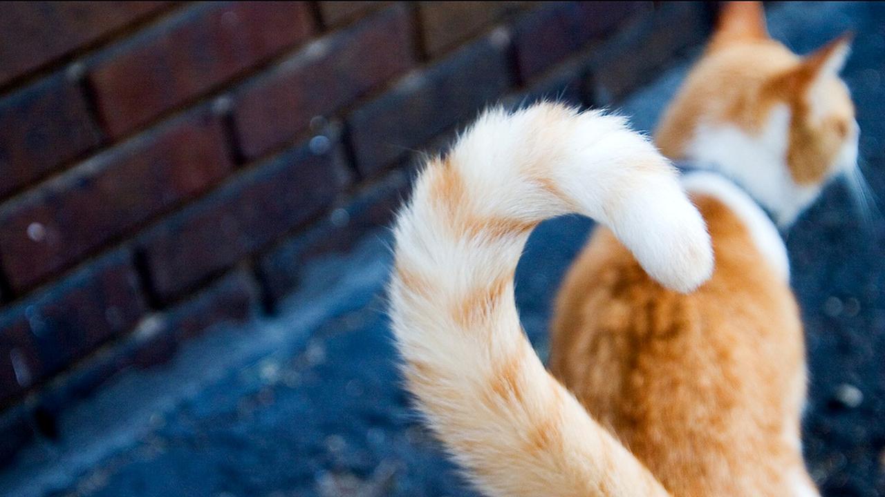 Kebingungan, Kucing Ini Heran Buntutnya Bisa Gerak-gerak Sendiri