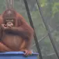 Aktivitas orangutan di pusat rehabilitasi Nyaru Menteng, Kalimantan Tengah, Selasa (17/9/2019). Belasan orangutan yang sedang direhabilitasi terserang infeksi saluran pernapasan akut (ISPA) akibat kabut asap dalam beberapa pekan terakhir. (Handout/Borneo Orangutan Survival Foundation/AFP)