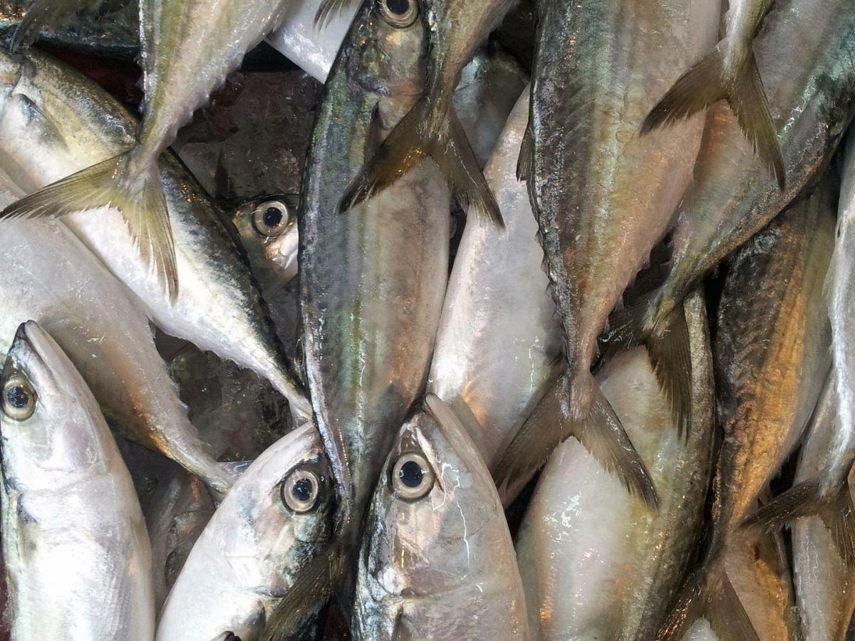 4. Ikan Berlemak