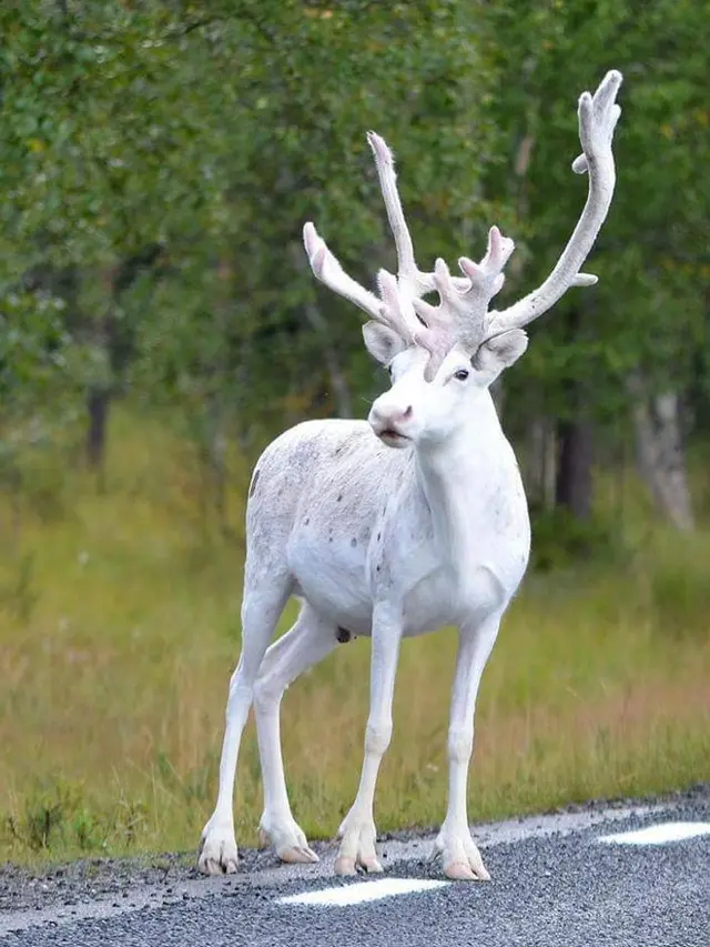 10 Potret Hewan Albino Langka Ini Makin Menarik Perhatian