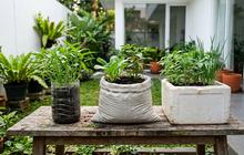 7 Media Tanam Murah dari Barang Bekas untuk Pekarangan, Solusi Berkebun Ramah Lingkungan dan Kantong