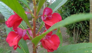 Bunga pacar air liar (Foto: Wikimedia Commons)