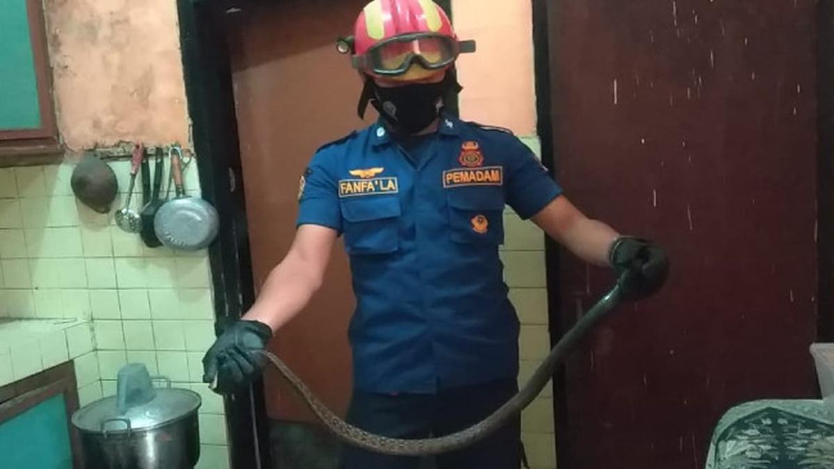 8 Ciri Ular Sering Berkeliaran di Sekitar Rumah, Waspada Jika Menemukan Tanda Ini