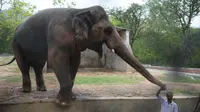 Gajah Kaavan Akhirnya Bebas Setelah Dirantai 32 Tahun Hingga Gila