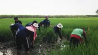 KKN-PPM 05 Desa Pangkemiri Kecamatan Tulangan Kabupate  Sidoarjo, memberdayakan masyarakat dengan program penanaman padi terintegrasi (Sumber foto: Dok UMM)