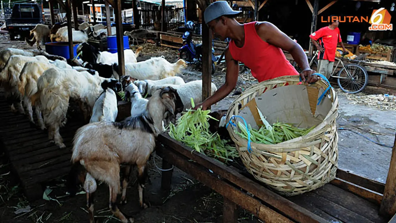 pasar-kambing-130827a.jpg