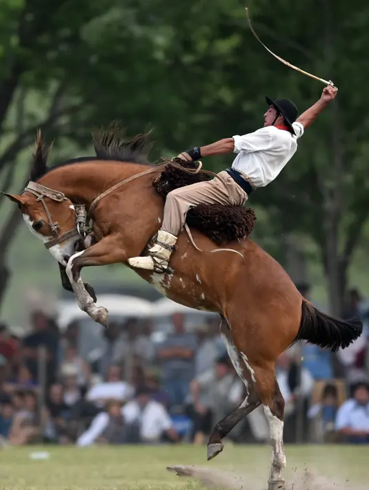 Seorang gaucho atau koboi menunggangi kuda liar saat kompetisi rodeo di San Antonio de Areco , Argentina, Minggu (8/11). Di acara ini, para gaucho atau koboi saling bersaing menunjukkan keahlian mereka menunggangi kuda liar. (AFP PHOTO / Eitan Abramovich)