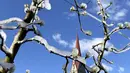 Pohon apel yang dibekukan secara artifisial ditutupi dengan lapisan es yang mencair di atas langit biru dekat Bressanone, di provinsi utara Italia di South Tyrol, Italia (8/4/2021).  (AP Photo/Matthias Schrader)
