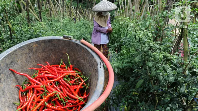 Harga Cabai Alami Penurunan