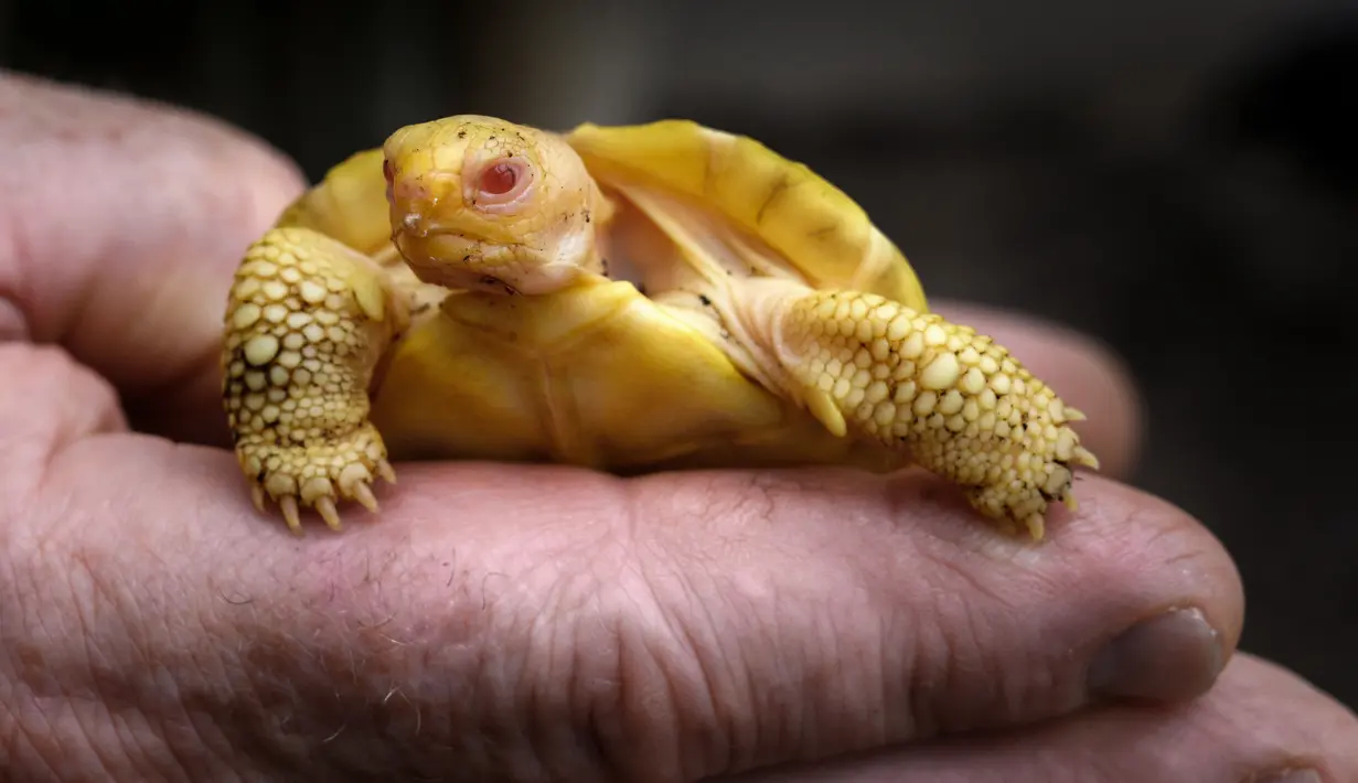 Gambar pada 3 Juni 2022 menunjukkan bayi kura-kura raksasa Galapagos albino yang unik, lahir pada 1 Mei lalu, di Tropicarium of Servion, Swiss barat. Kondisi albino belum pernah diamati pada spesies kura-kura yang kulit dan cangkangnya biasanya berwarna hitam, baik di penangkaran maupun di alam liar. (FABRICE COFFRINI/AFP)