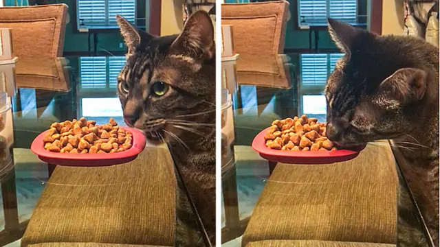 7 Kelakuan Kocak Kucing Pura-Pura Jadi Manusia