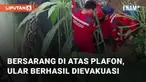Seekor ular raksasa yang bersarang di atas plafon rumah berhasil diselamatkan damkar