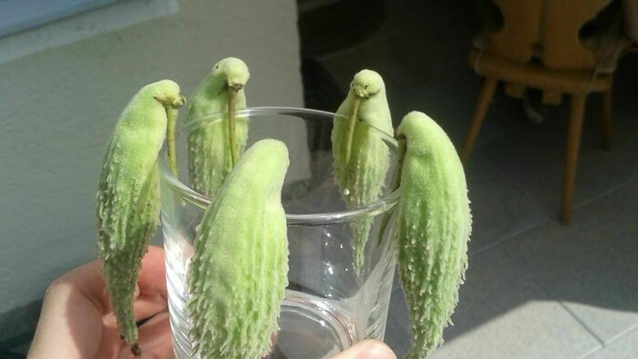 Bikin Takjub, 10 Potret Sayur dan Buah Membentuk Wajah yang Lucu