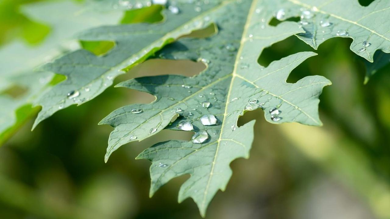 5. Daun Pepaya