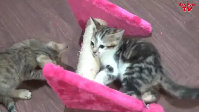 Potret Kucing Bercorak Manusia Milik Rieta Amilia. (Sumber: YouTube/Uya Kuya TV)